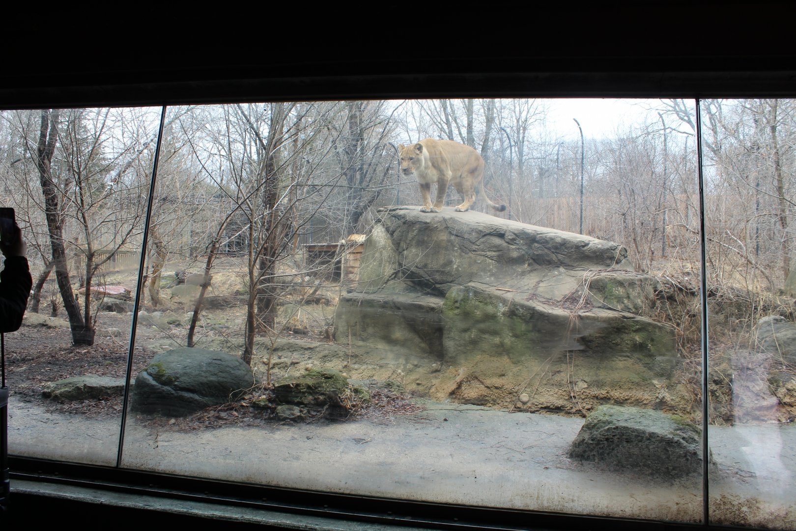 Lion Exhibit