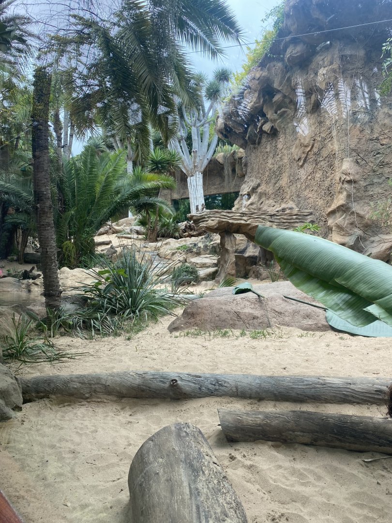 Lion exhibit