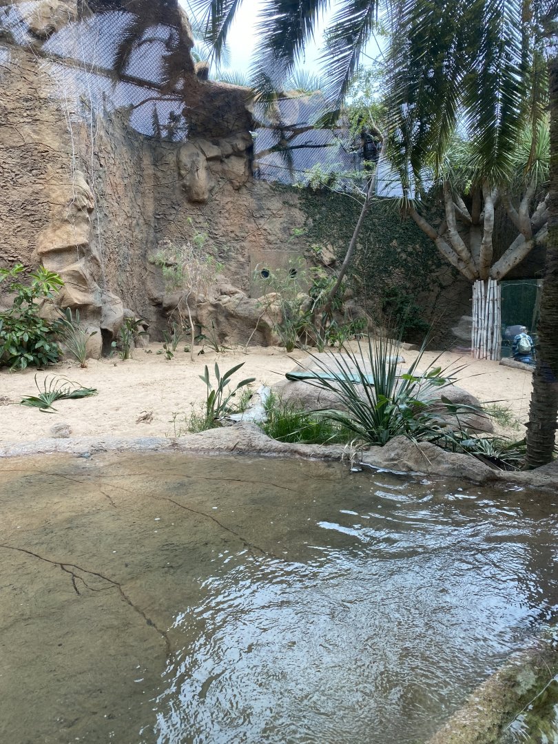 Lion exhibit