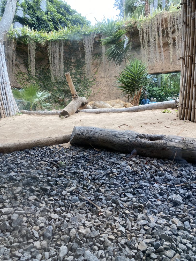 Lion exhibit