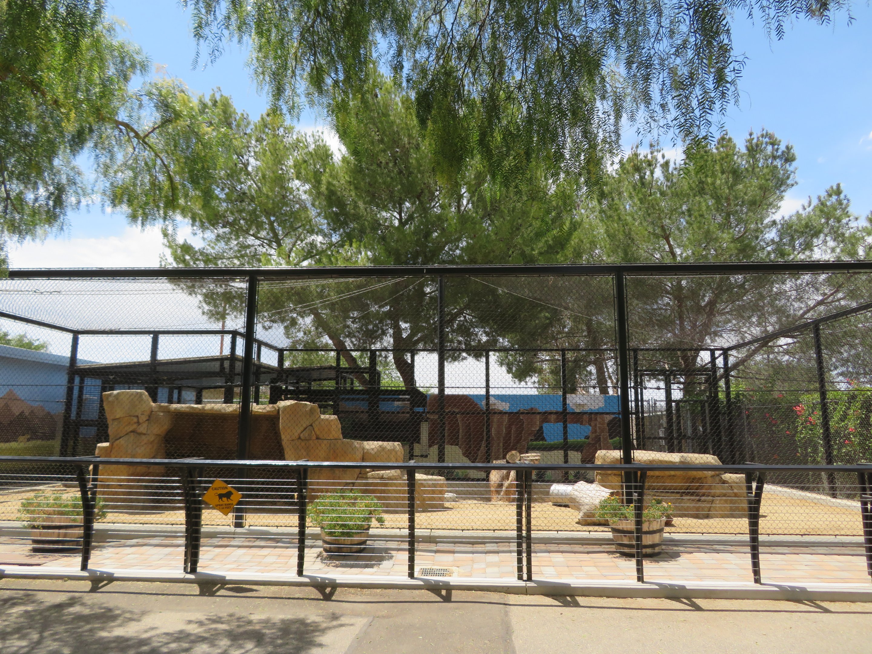 Lion Exhibit