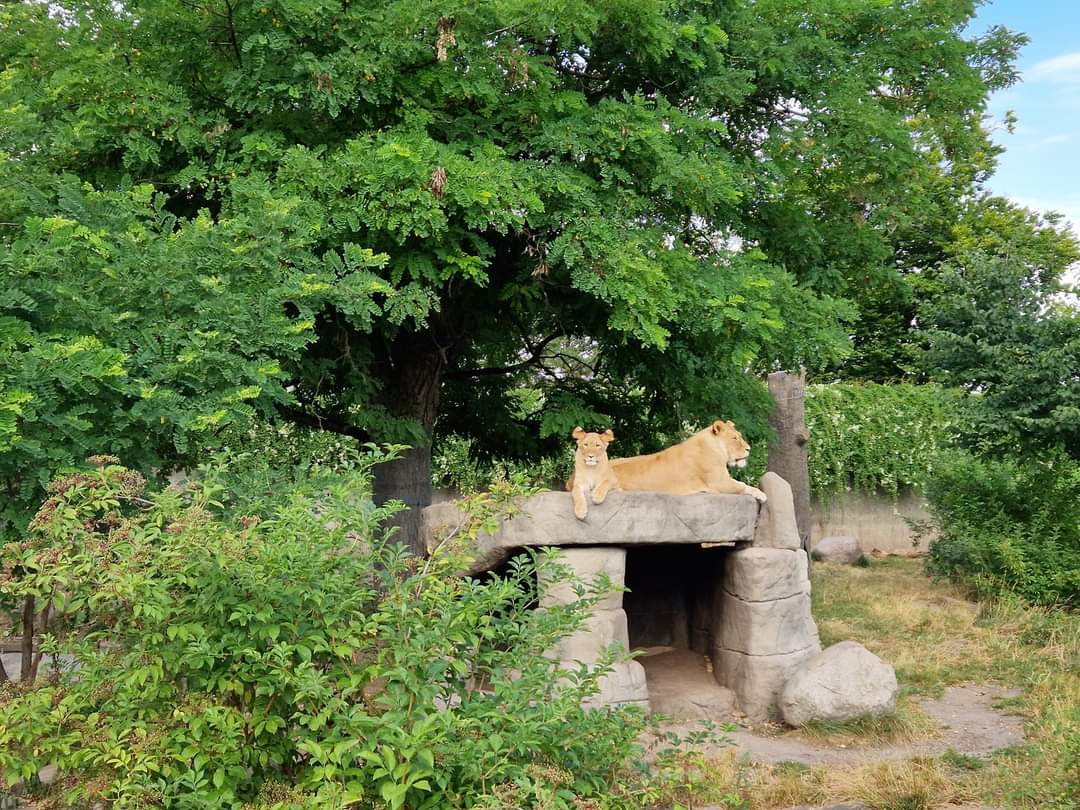 Lion exhibit
