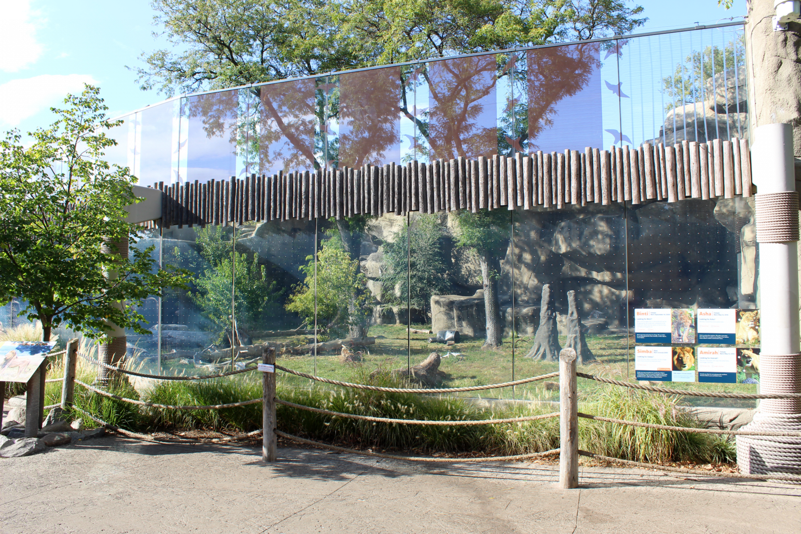 Lion Exhibit