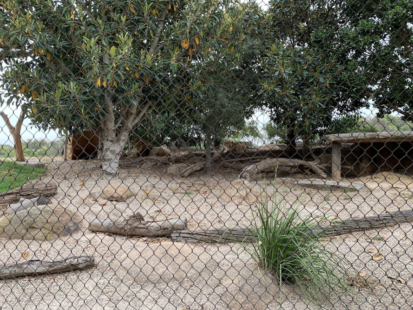 Lion Exhibit