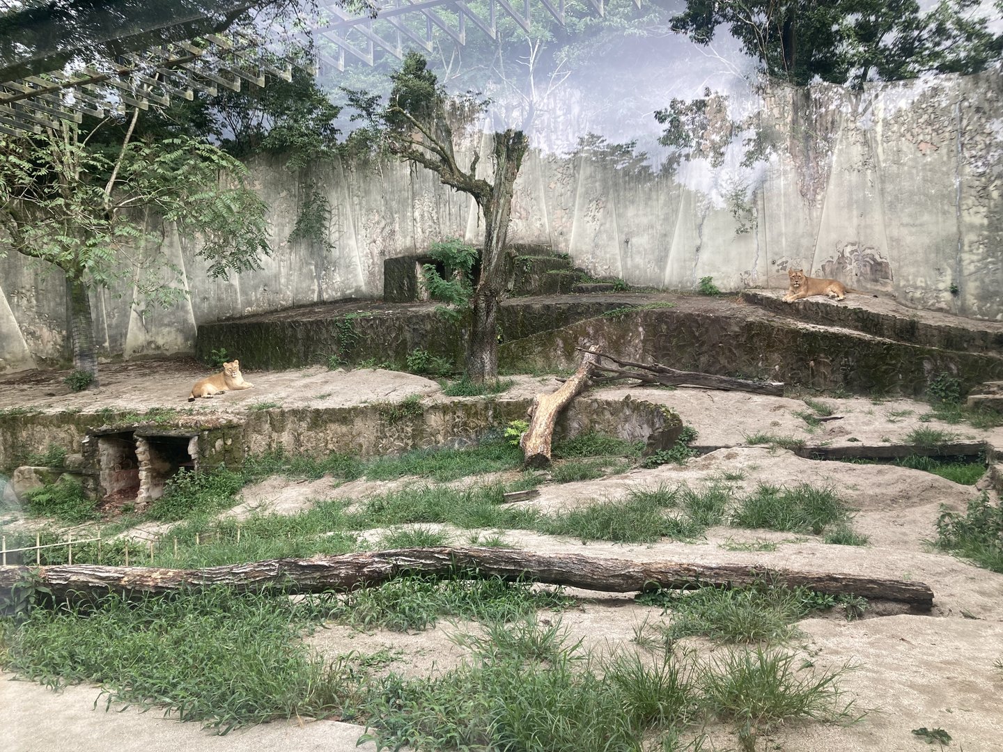 Lion exhibit