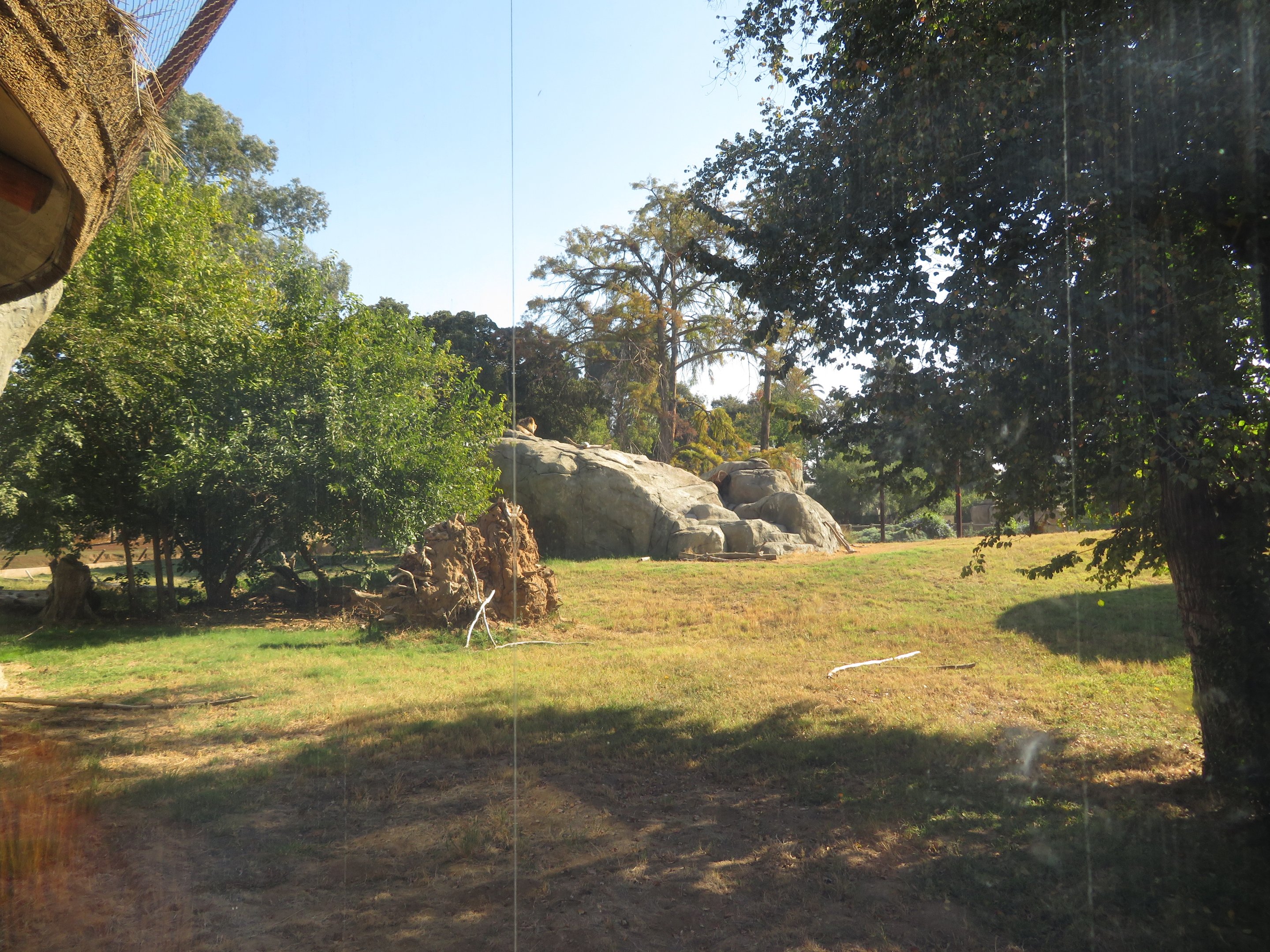 Lion Exhibit