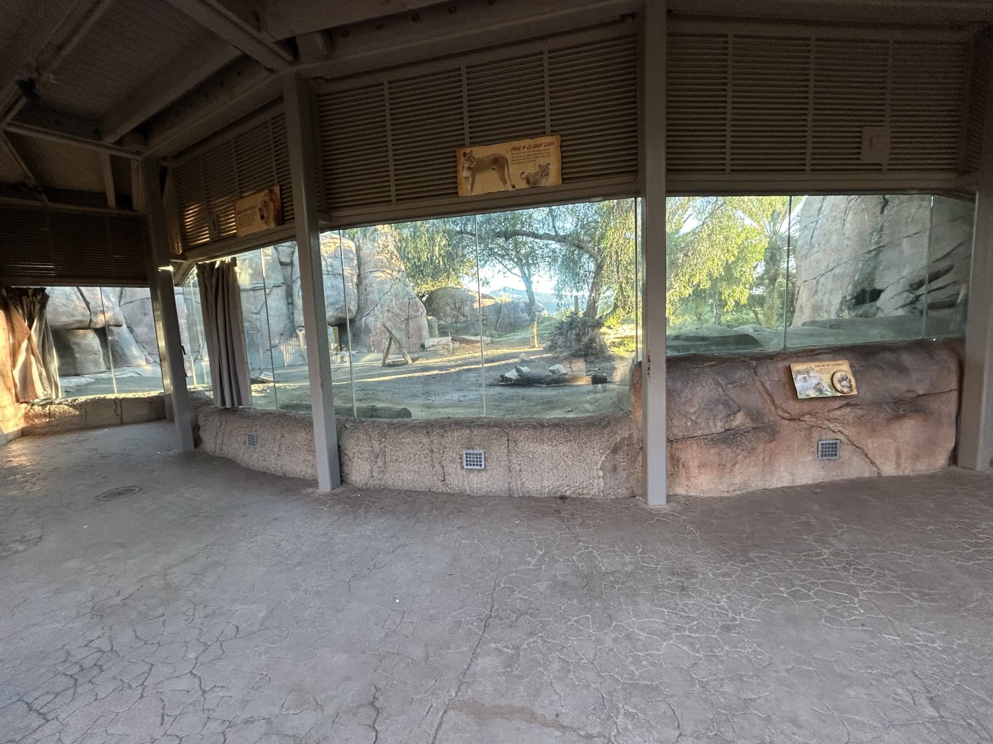 Lion Exhibit