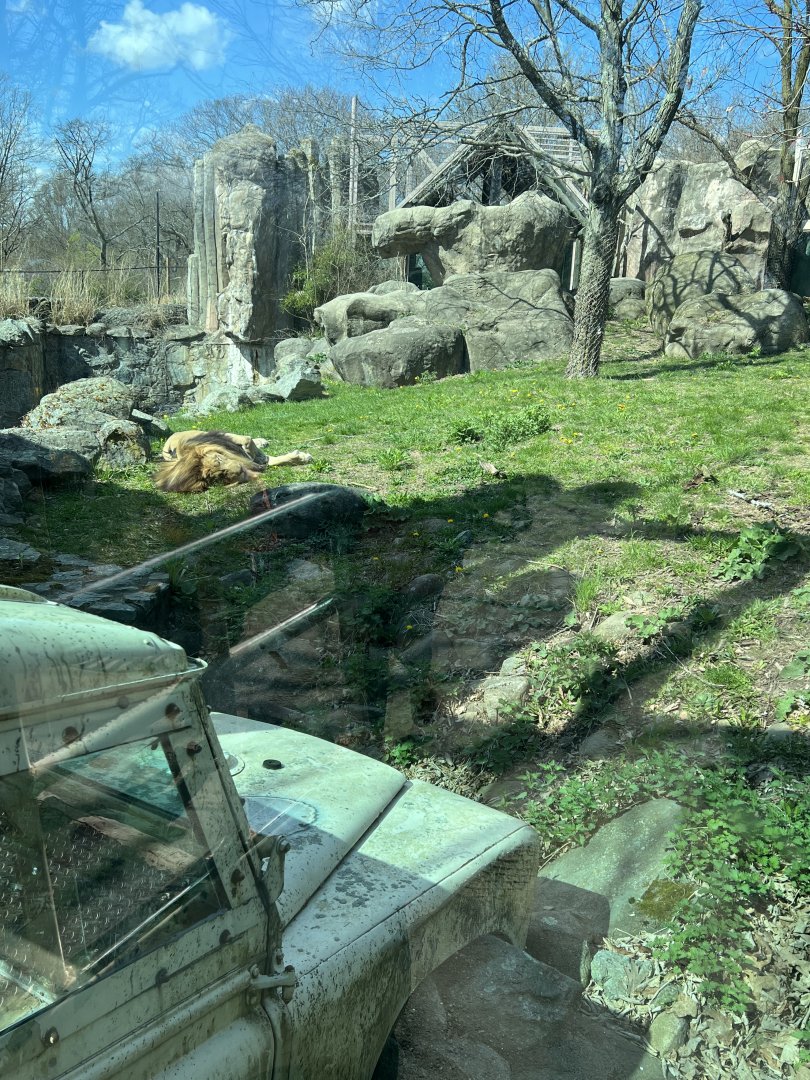 Lion Exhibit