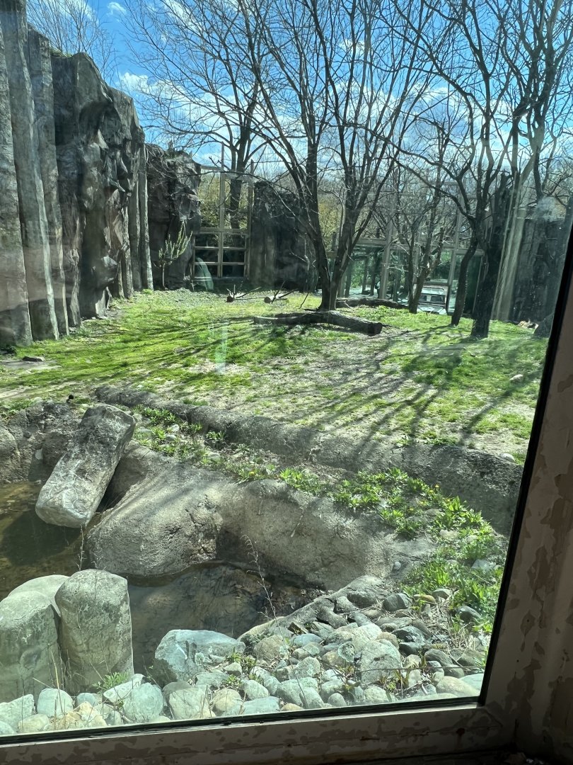 Lion Exhibit