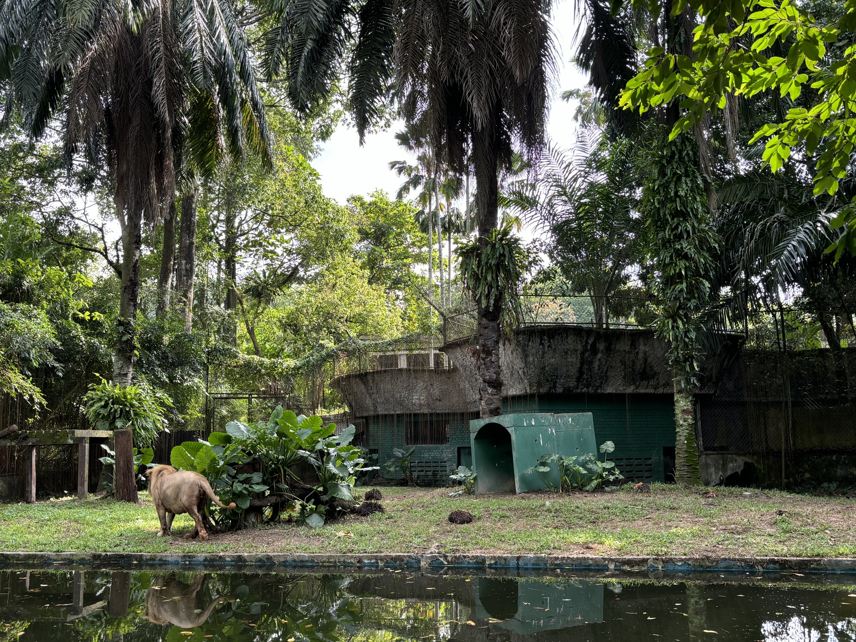 Lion Exhibit