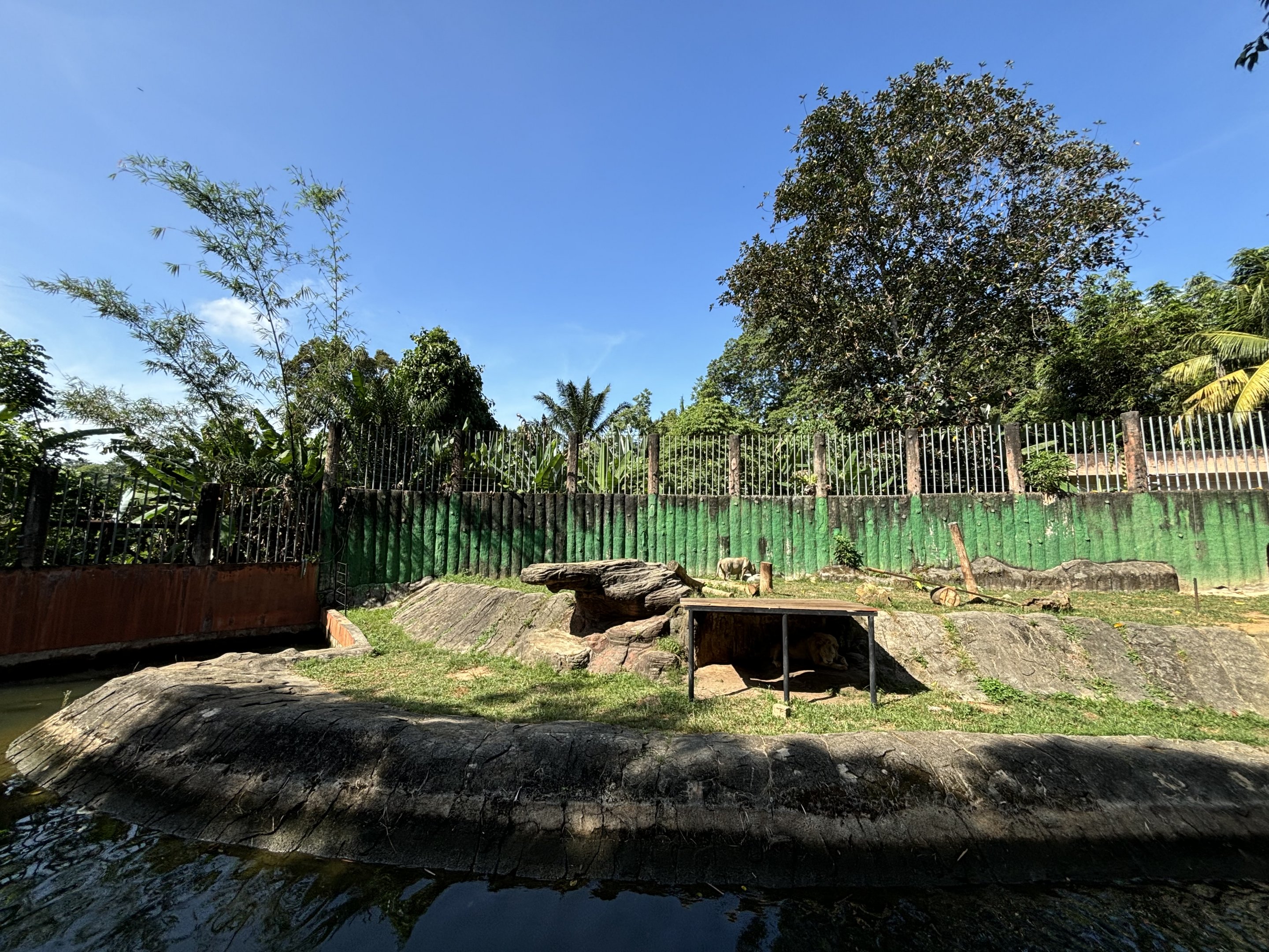 Lion Exhibit