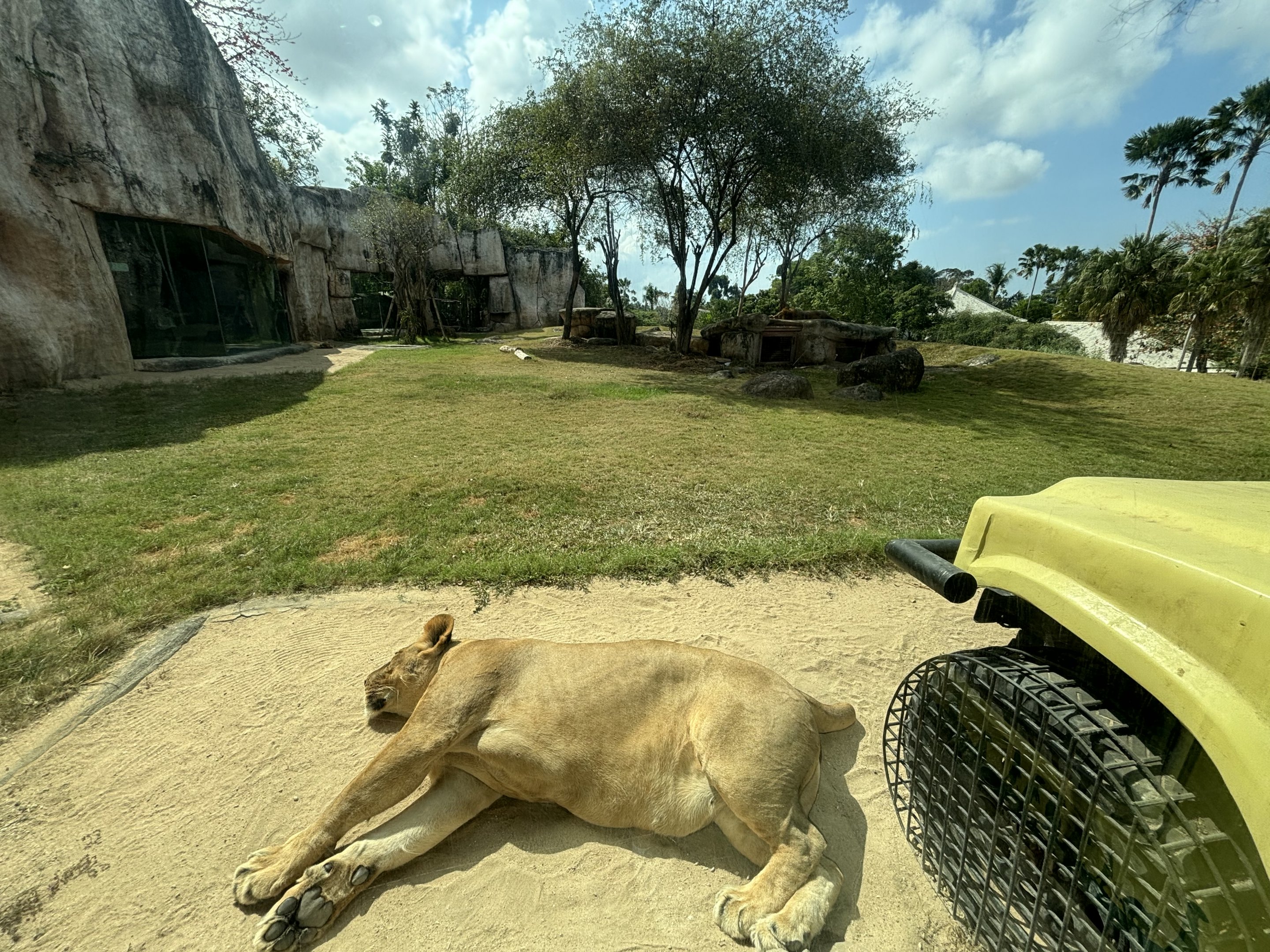 Lion Exhibit