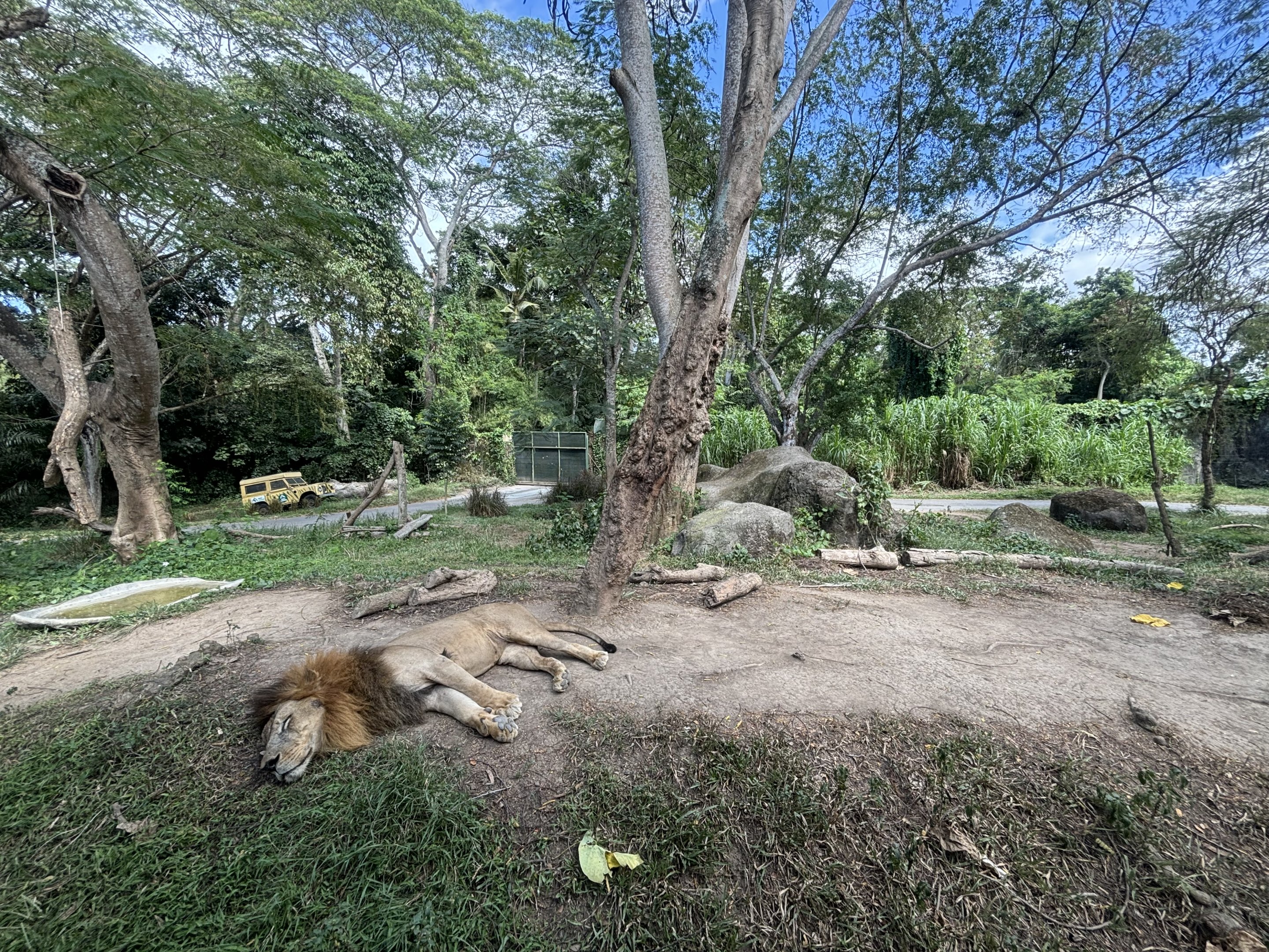 Lion Exhibit