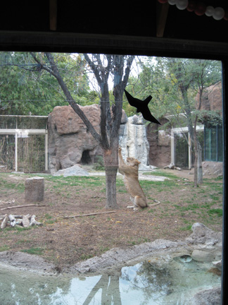 lion exhibit