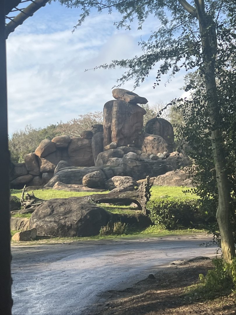 Lion Exhibit