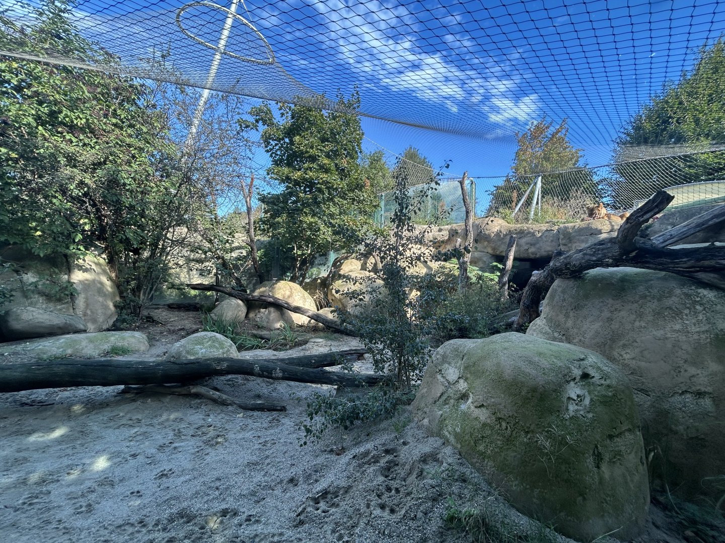 Lion Exhibit