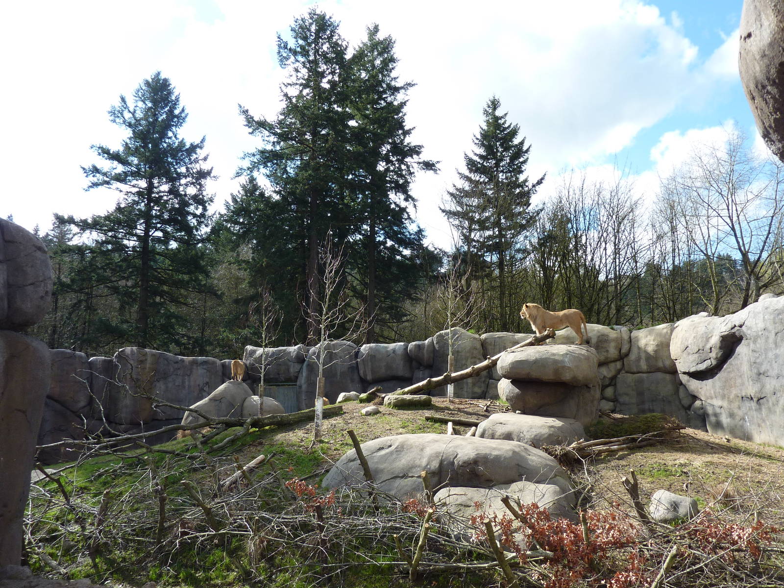 Lion Exhibit