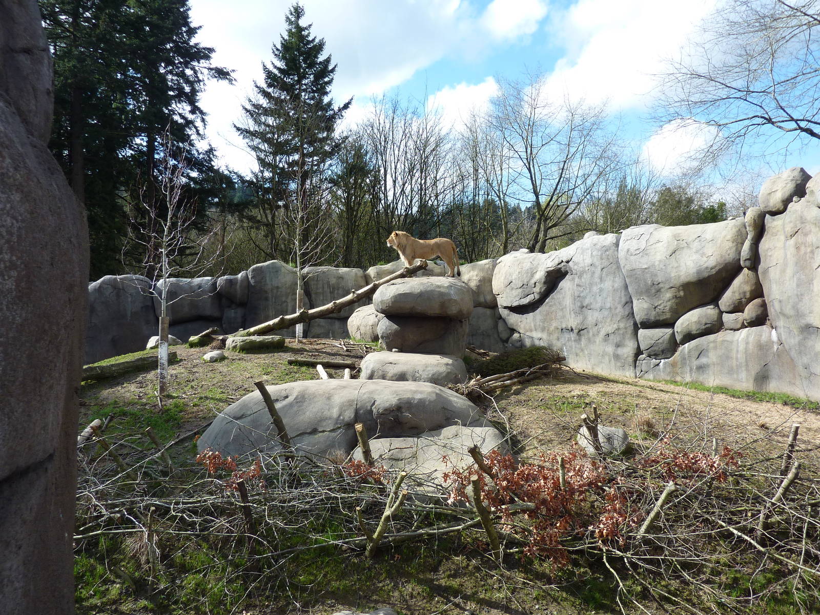 Lion Exhibit