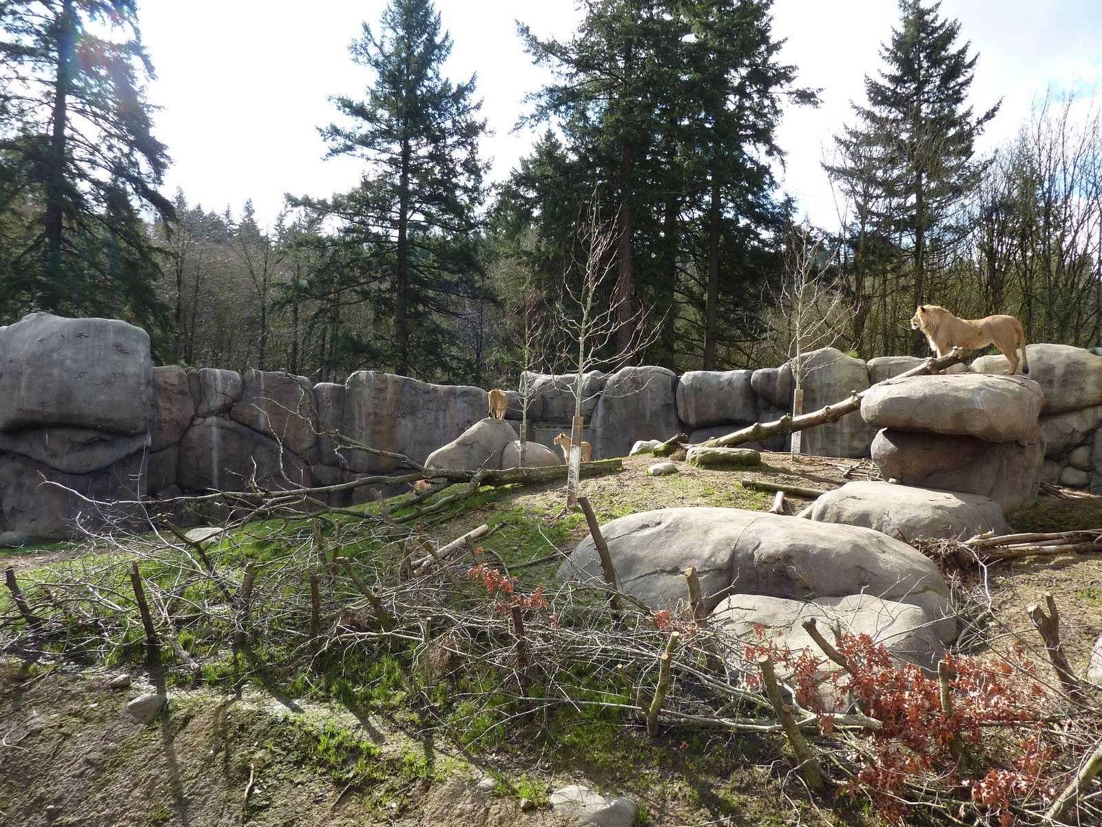 Lion Exhibit