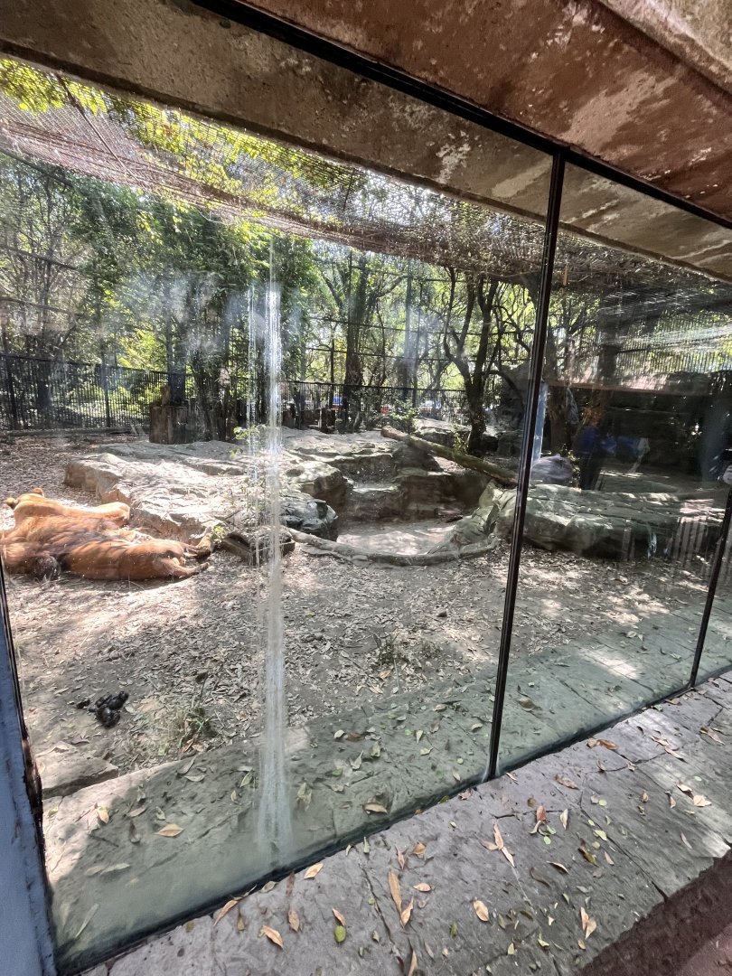 lion exhibit