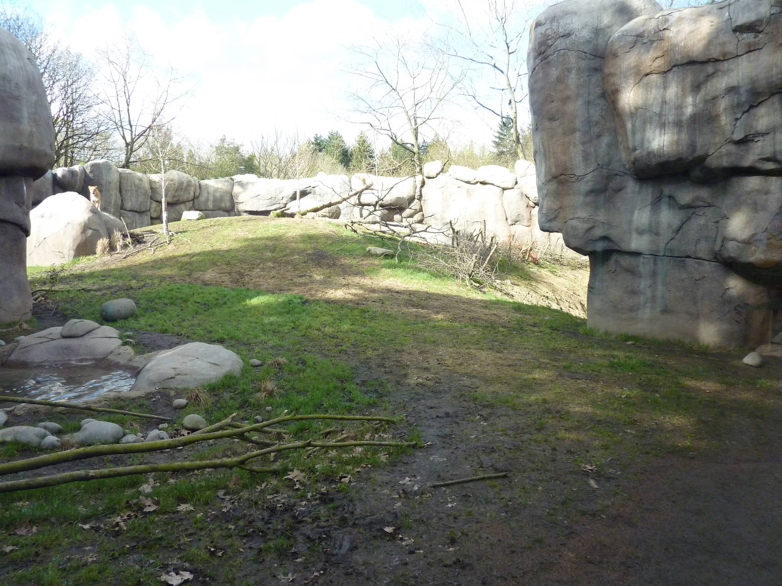 Lion Exhibit