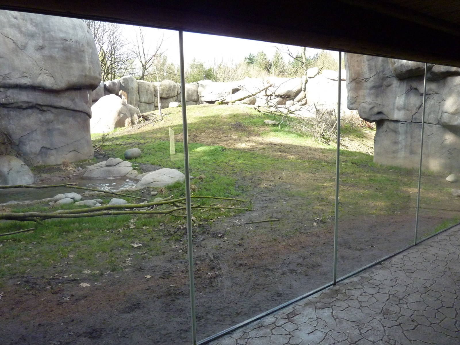 Lion Exhibit
