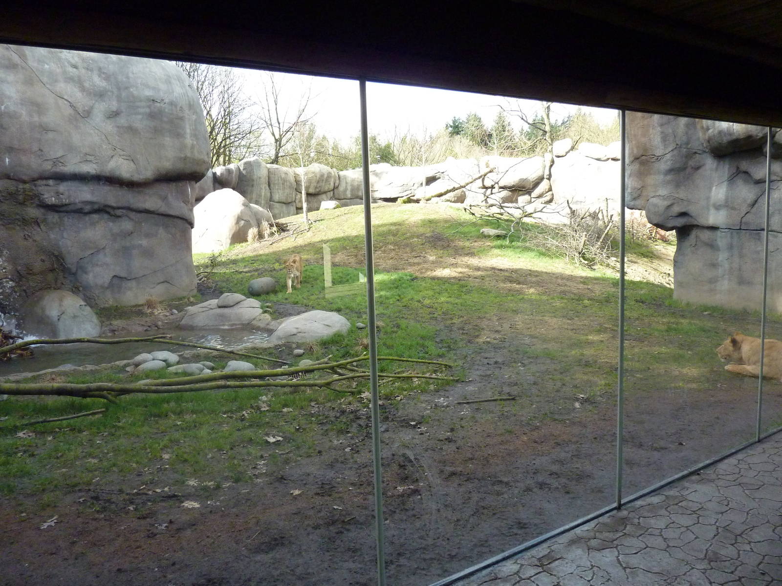 Lion Exhibit