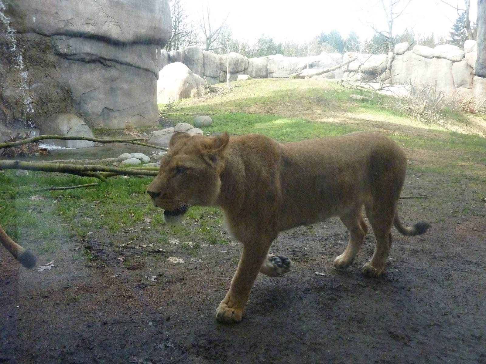 Lion Exhibit