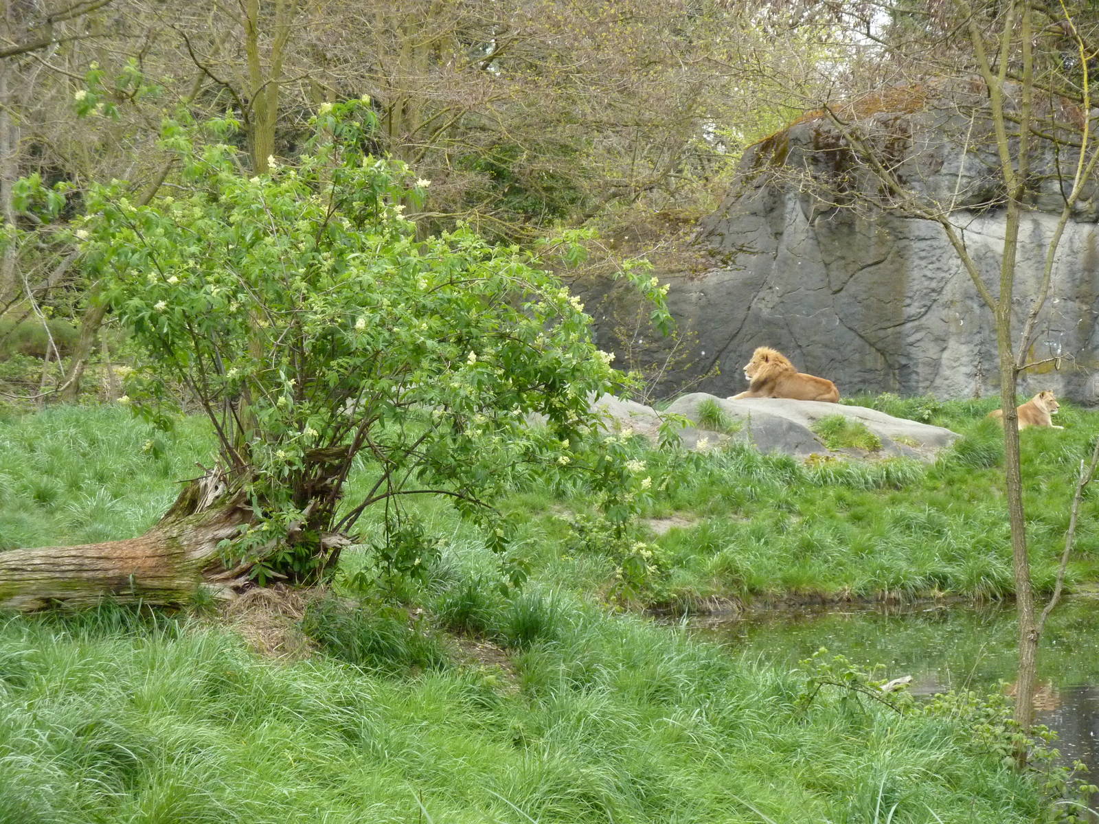 Lion Exhibit