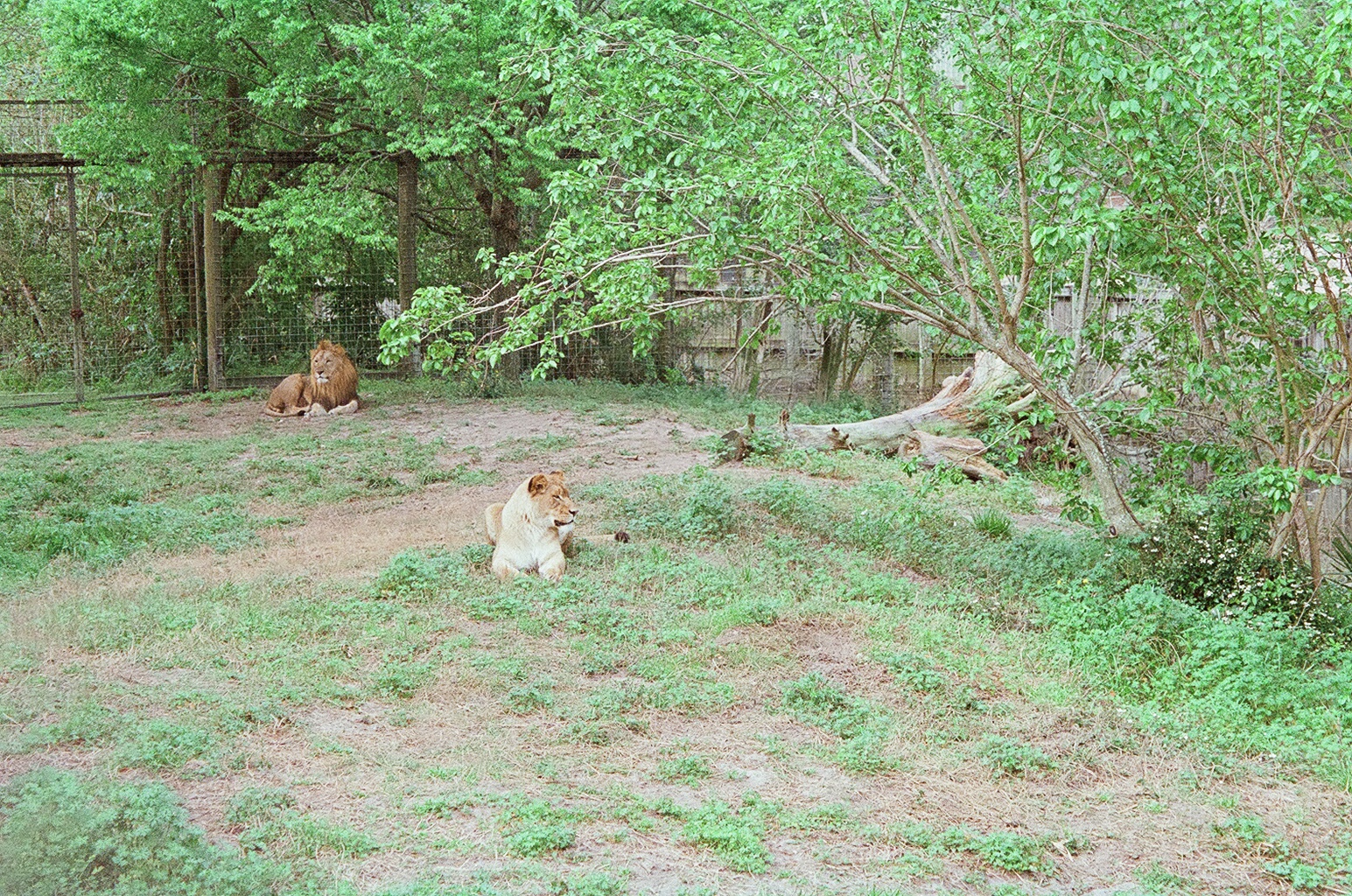 Lion exhibit