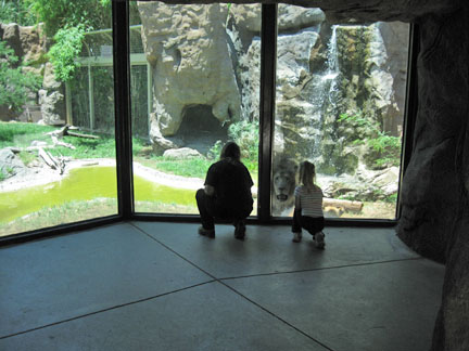 Lion - eyeing a snack?