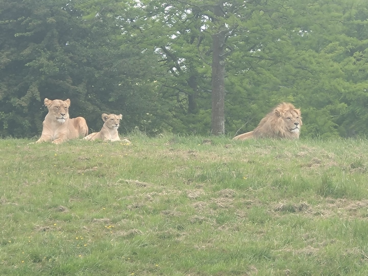 Lion family 1/6/25