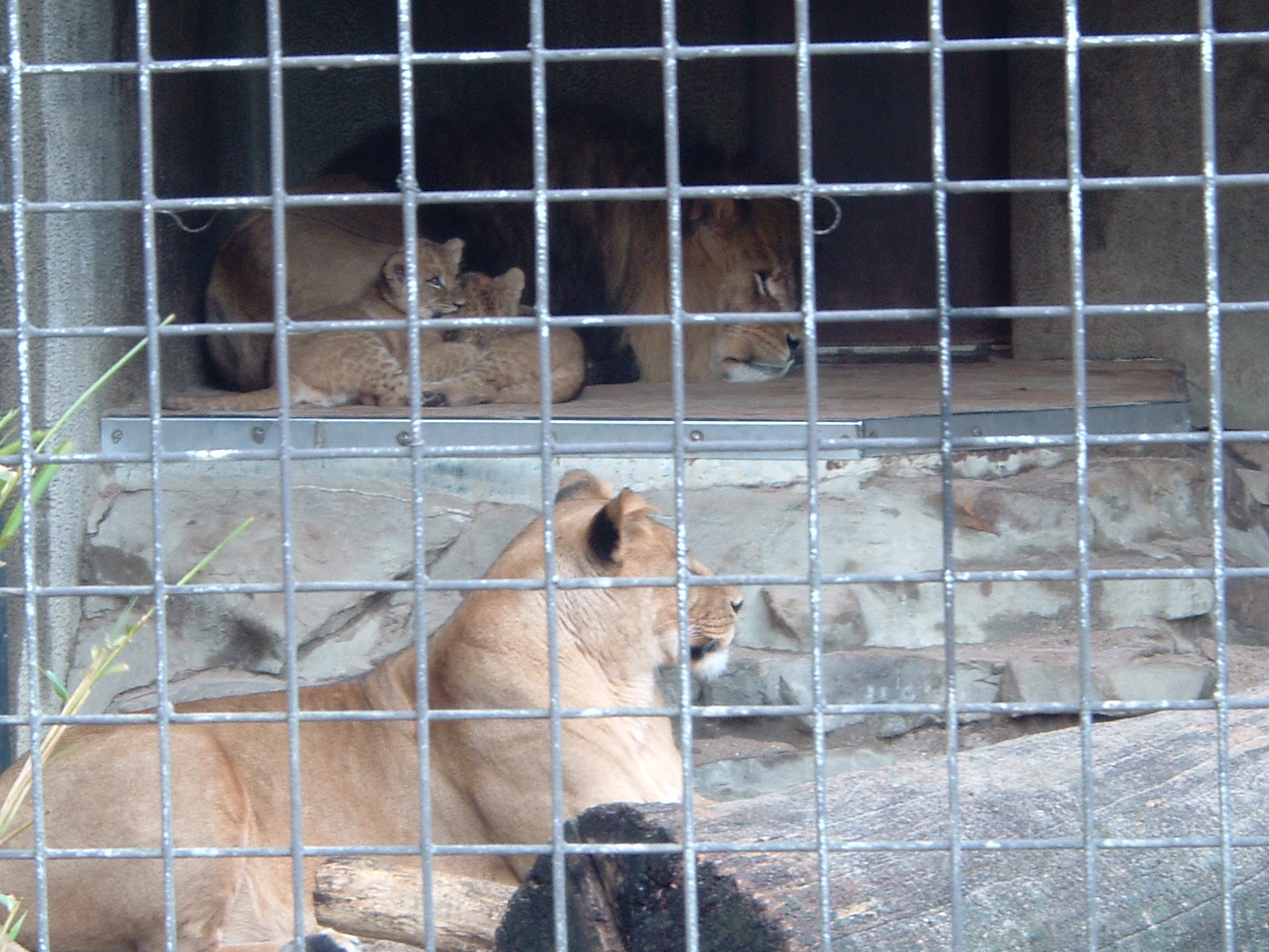 Lion family at Artis Zoo, Jan 2006