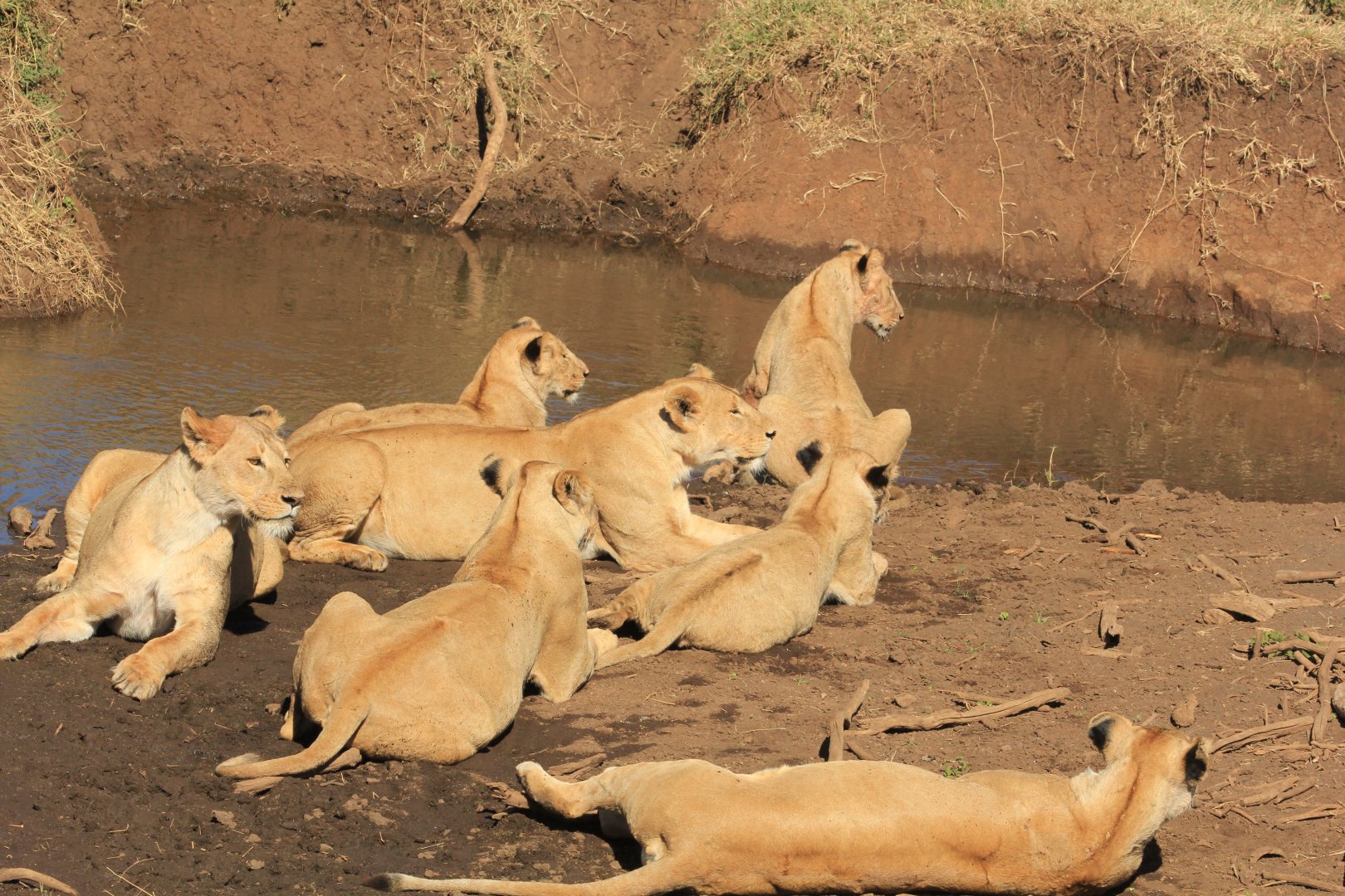 Lion family - Ngorongoro (September 2018)