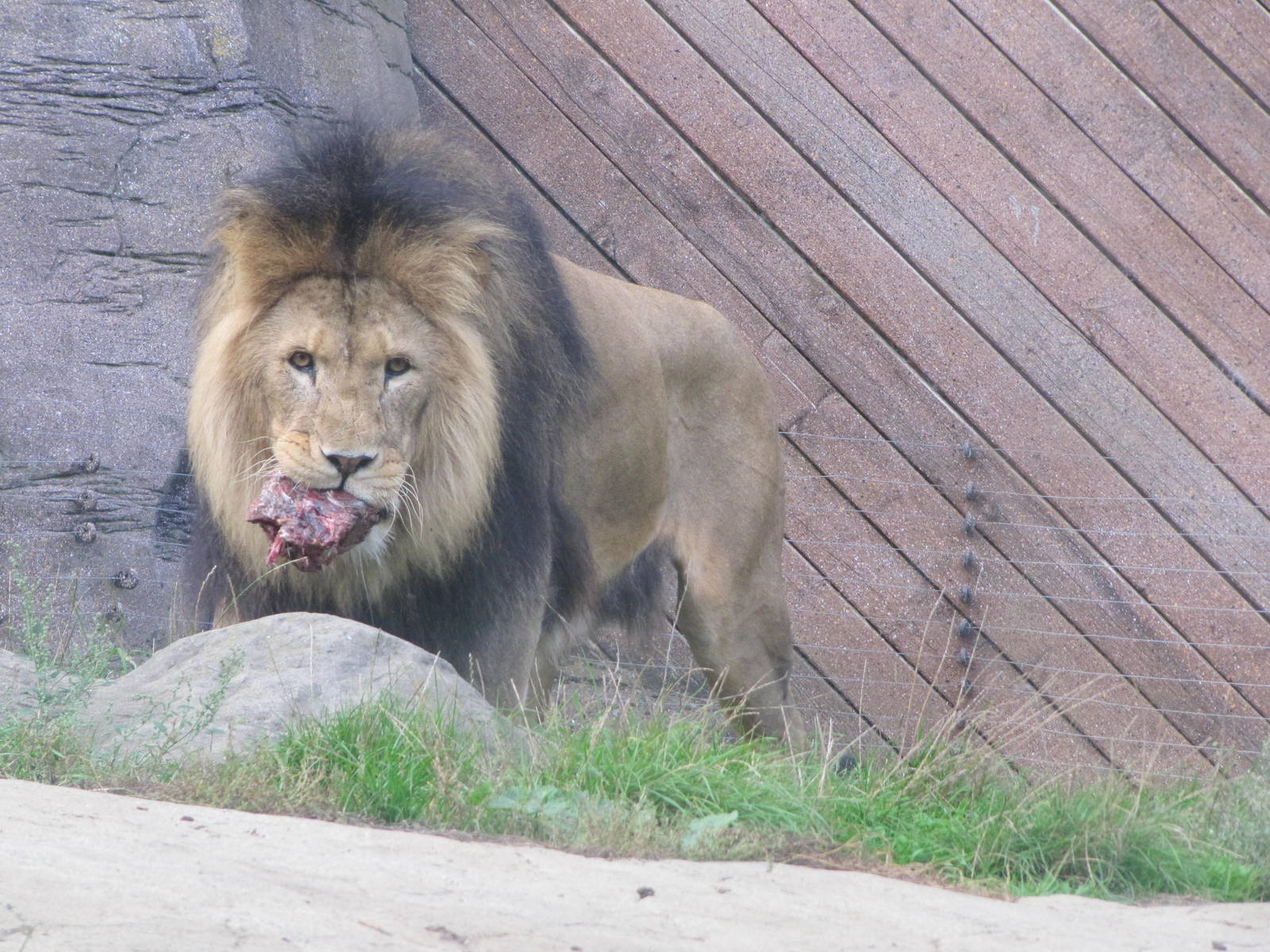 Lion feasting on meat