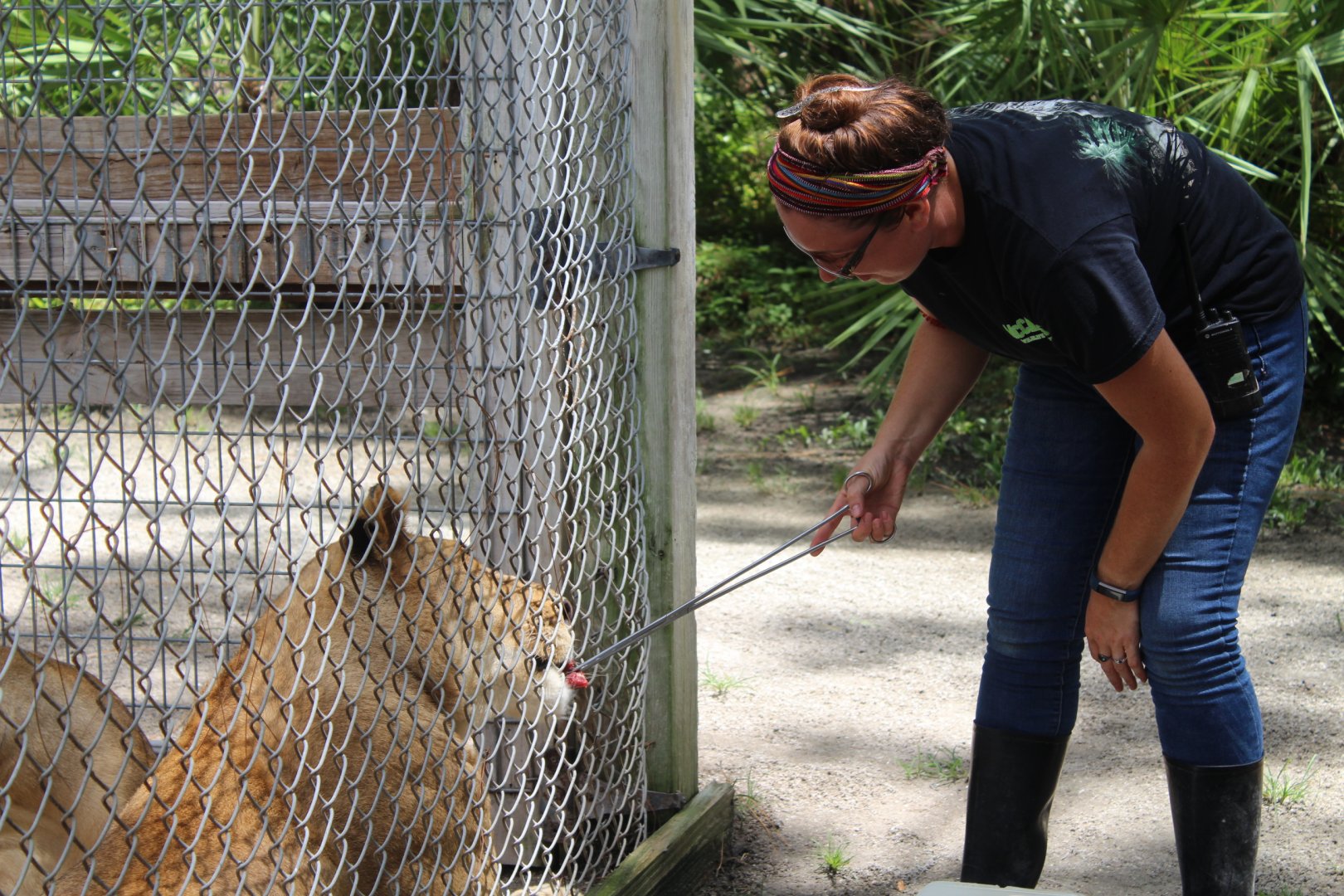 Lion Feeding - Mccarthy Wildlife Sanctuary