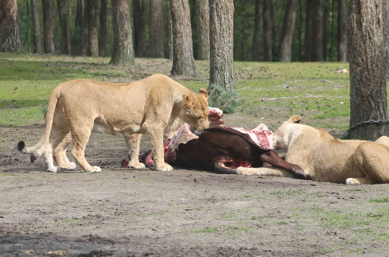 Lion feeding