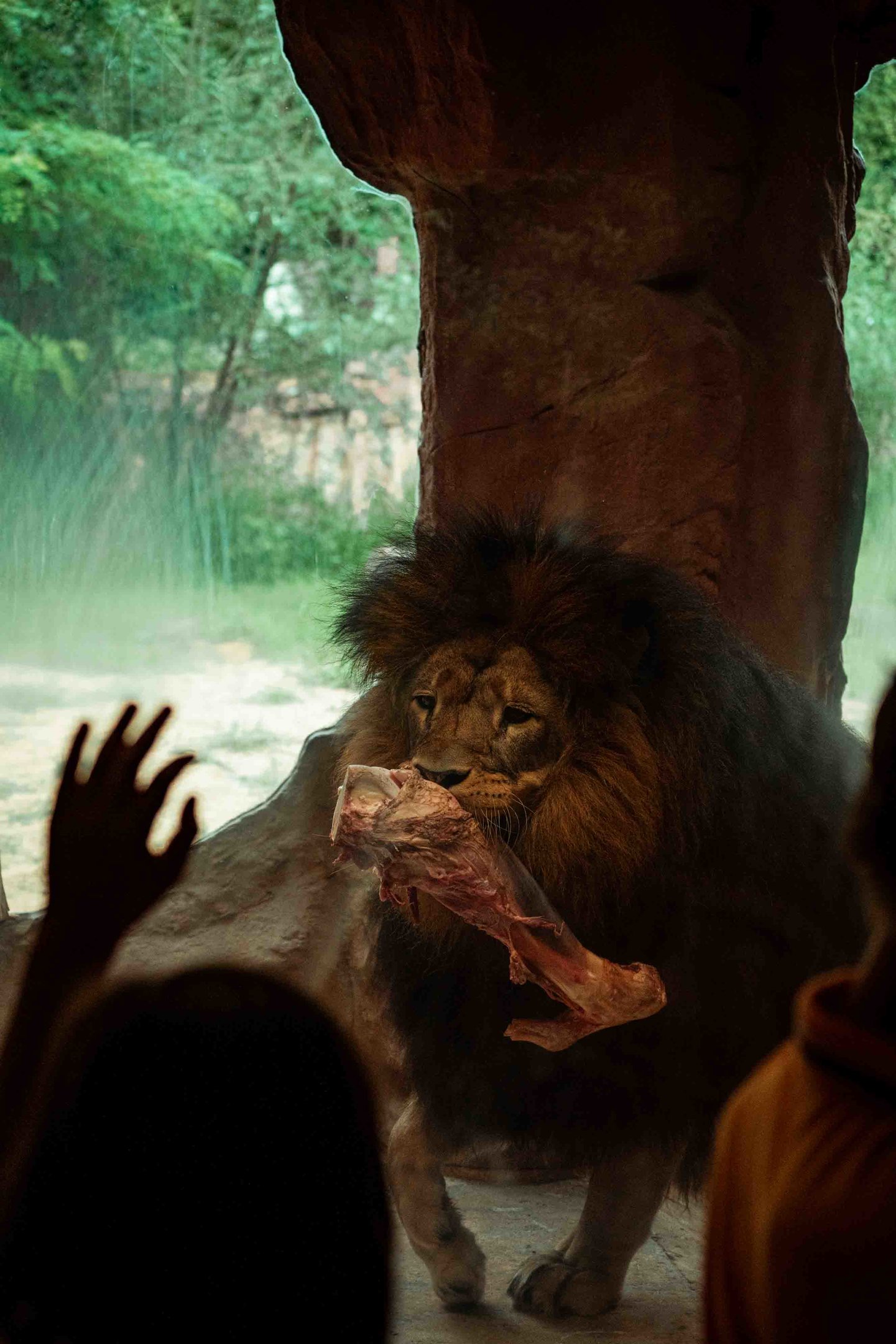 Lion feeding