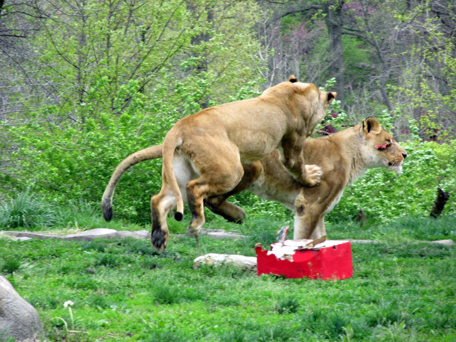Lion Fight
