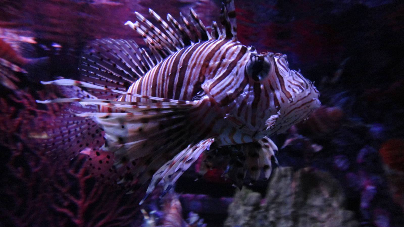 Lion Fish (30/12/2011)