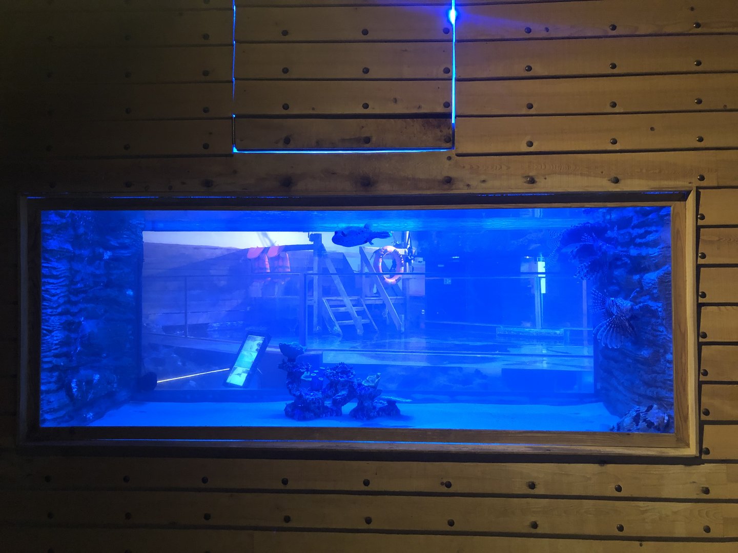 Lion fish and co. tank at Emaar aquarium