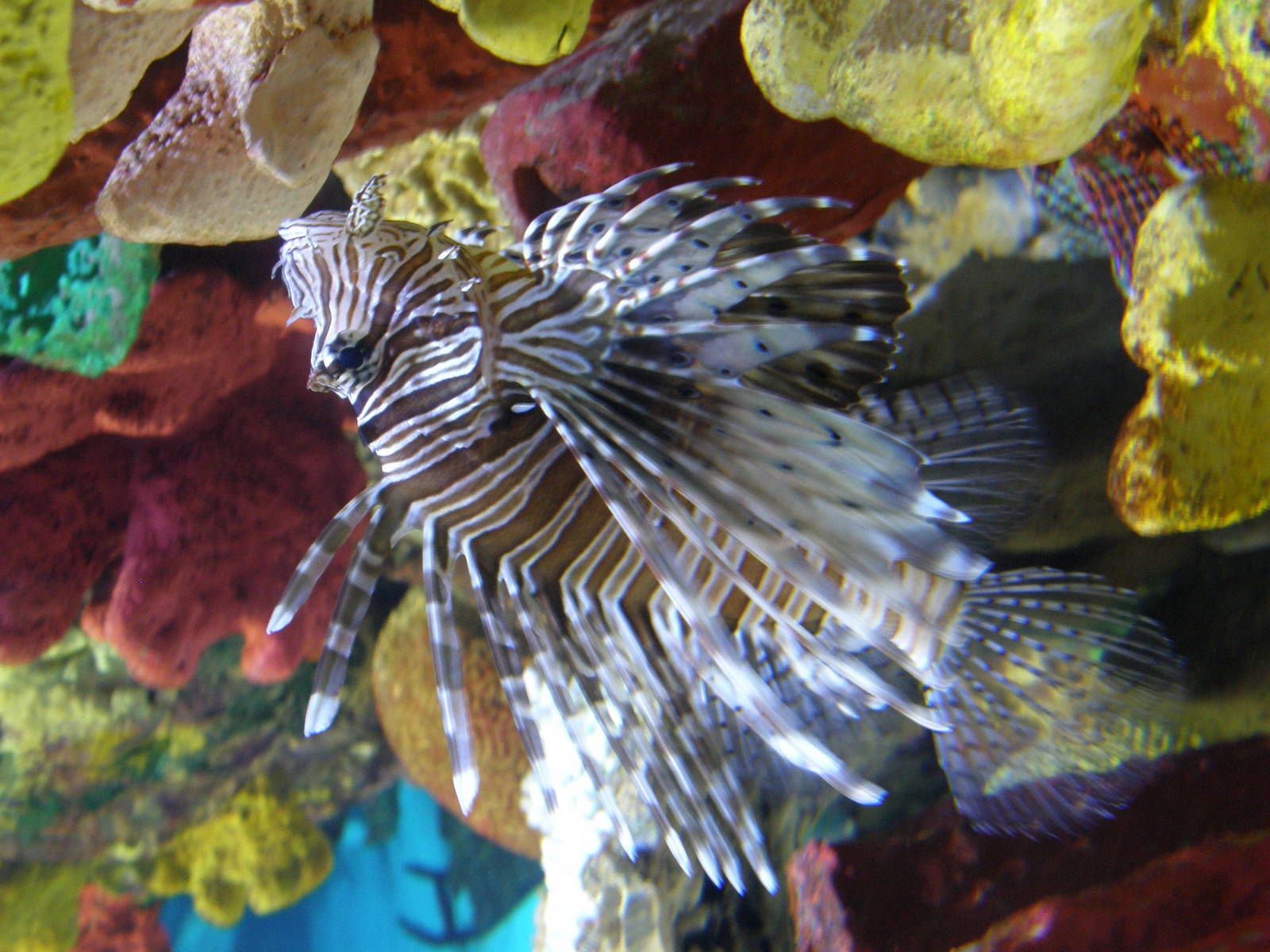 Lion Fish - Budapest Tropiquarium