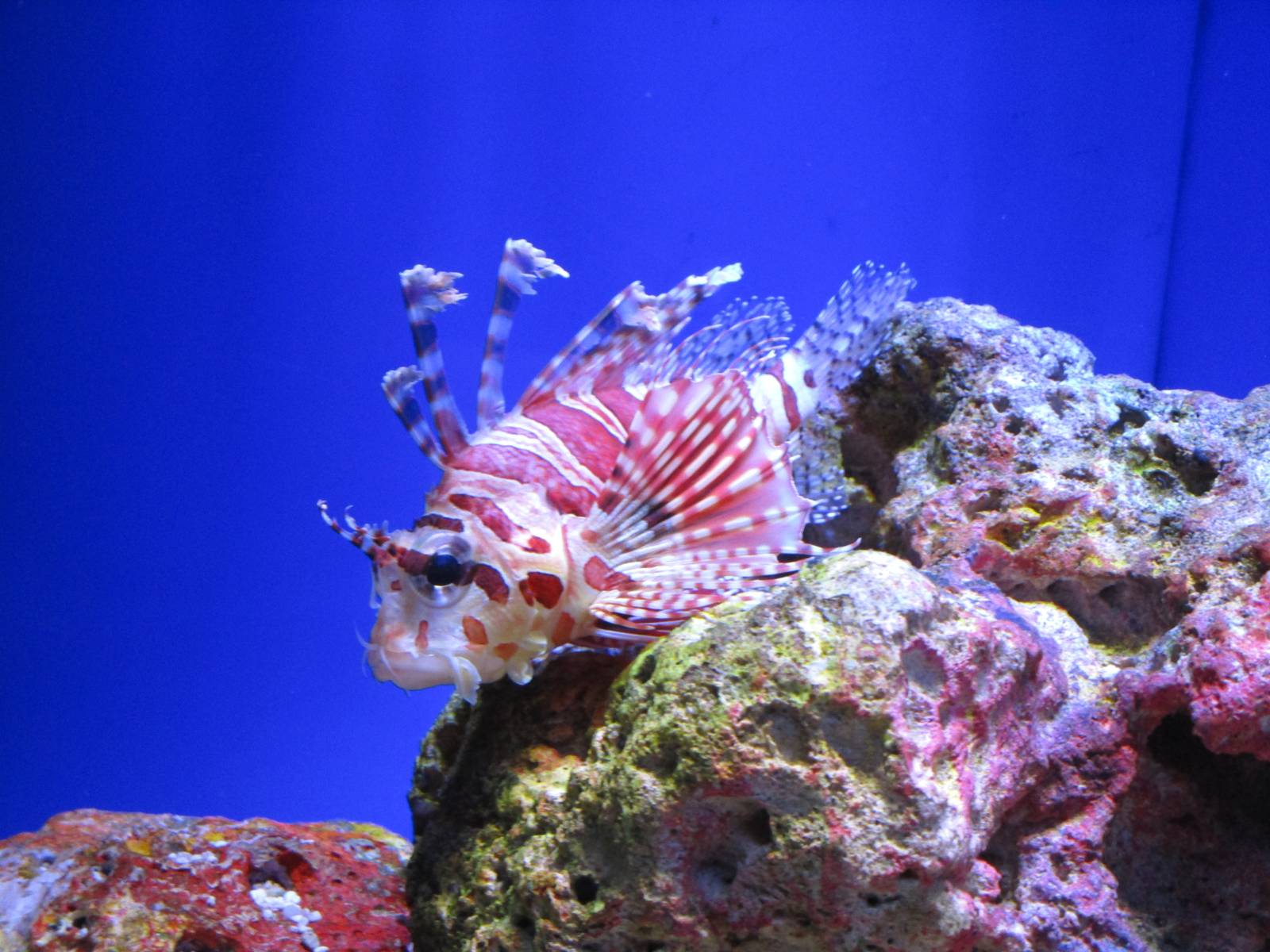 Lion Fish ID