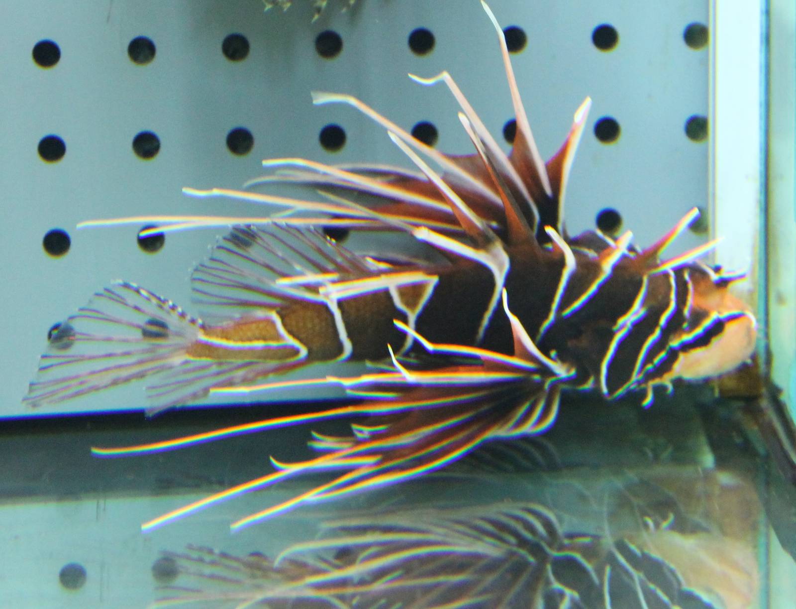 Lion fish ID
