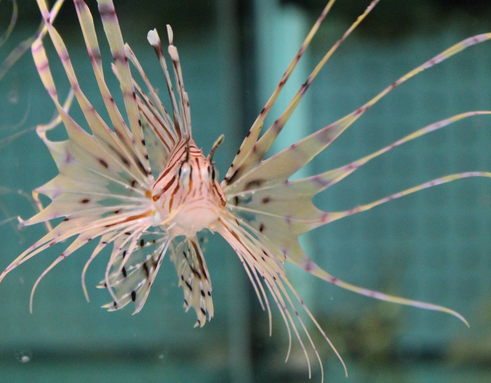 Lion fish ID