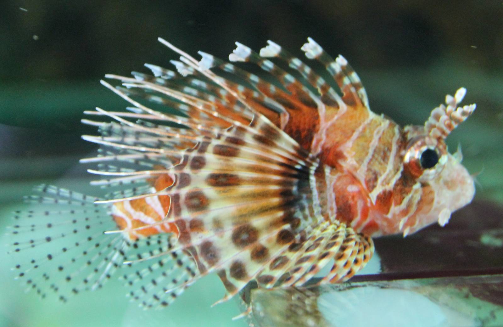 Lion fish ID