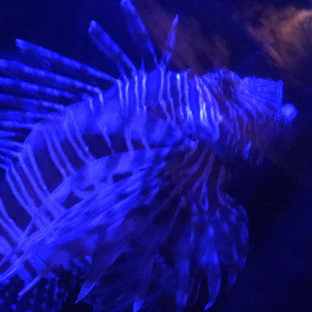 Lion Fish (Pterois) (Unsure What Species)