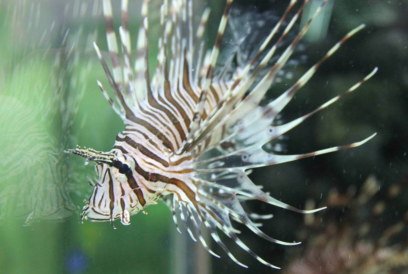 Lion fish species