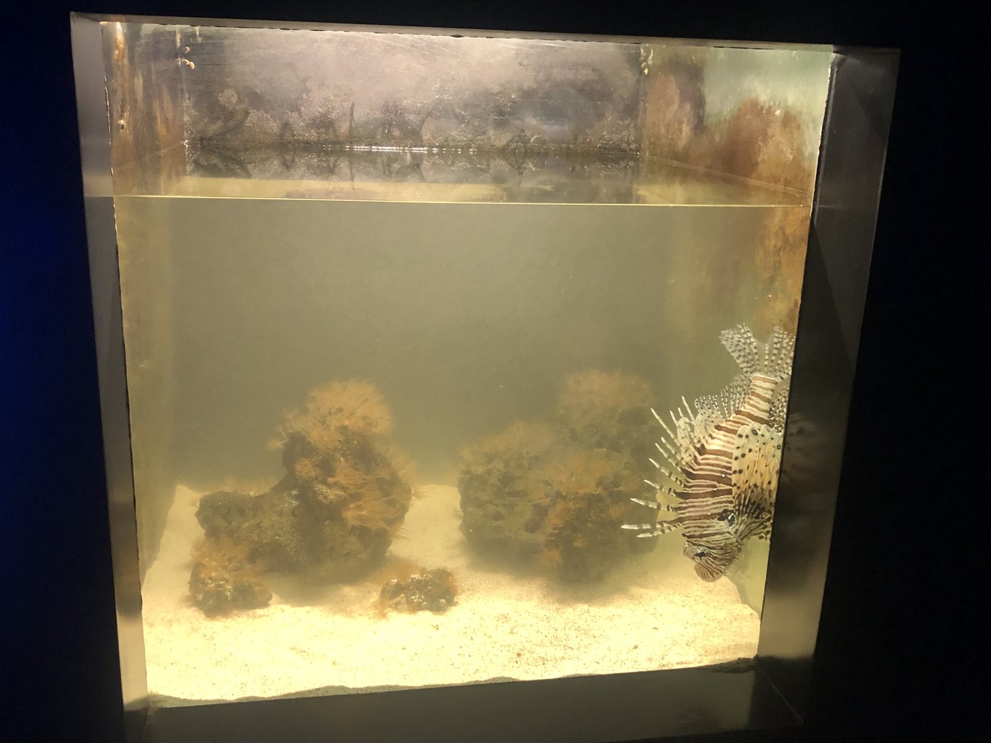 Lion fish tank at Aqua Vega