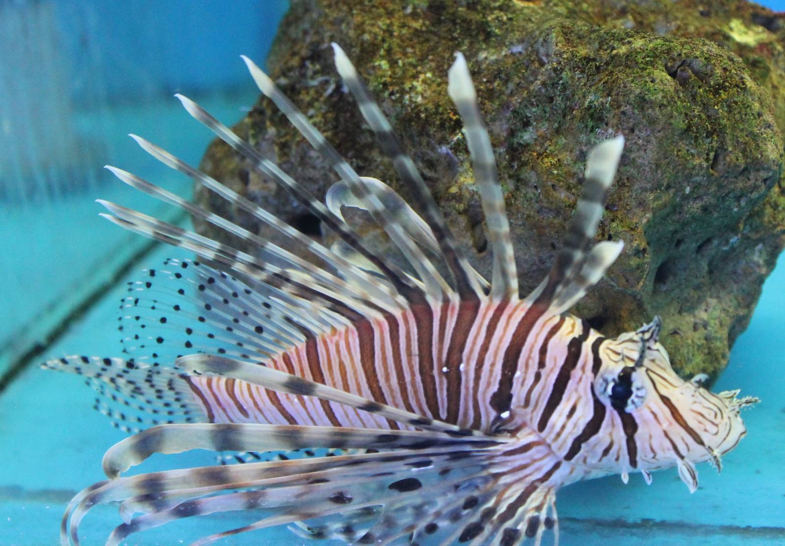 Lion fish